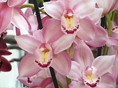 orchidsNL (9)